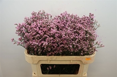 Limonium Sinense Blush Diamond 70cm 25gr.