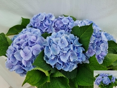 Hydrangea Verena Blue 75cm 15-17cm Hd