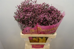 Limonium Sinense Tiffany Diamond 60cm 25gr.