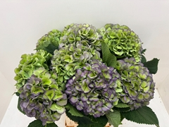 Hydrangea Verena Blue Classic 60cm 19-21cm Hd