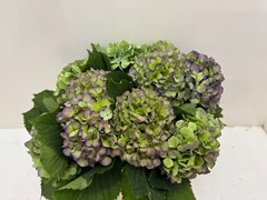 Hydrangea Verena Blue Classic 40cm 15-17cm Hd