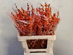 Ilex Verticillata Winter Gold 60cm