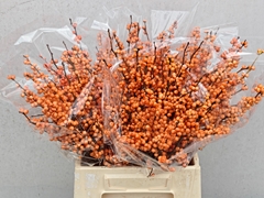 Ilex Verticillata Winter Gold 45cm