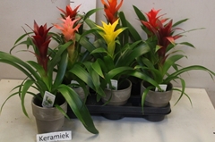 Guzmania Mix 6 Kinds 10Ø 35cm