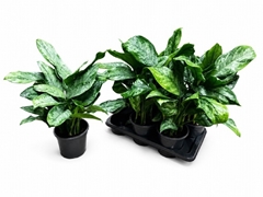 Aglaonema Paint Princess 17Ø 60cm