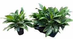 Aglaonema Green Lady 17Ø 60cm