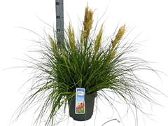 Cortaderia Tiny Pampa 27Ø 75cm