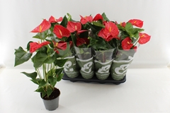 Anthurium Casparo 14Ø 55cm