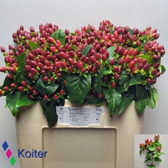 Hypericum Magical Excellent 50cm