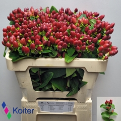 Hypericum Magical Excellent 50cm