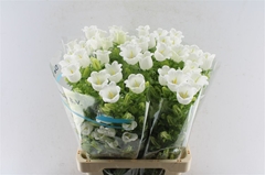 Campanula Champion White 70cm