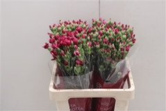 Dianthus Spray Single Solomio Sem 60cm
