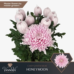 Chrysanth Single Honeymoon 70cm 41gr.