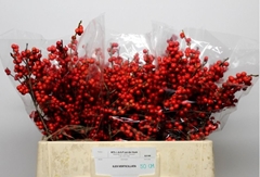 Ilex Verticillata 50cm