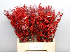Ilex Verticillata 60cm