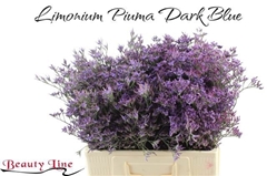 Limonium Piuma Dark Blue 60cm 15gr.