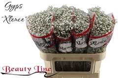 Gypsophila Paniculata Xlence 70cm 15gr.