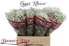 Gypsophila Paniculata Xlence 60cm 10gr.