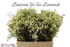 Limonium Sinense Sensy Lemonade 60cm 15gr.