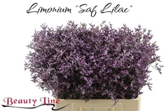Limonium Safora Lilac 60cm 25gr.