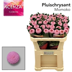 Chrysanth Single Momoko 70cm 80gr.