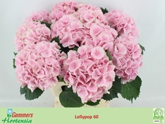 Hydrangea Lolly Pop Pink 60cm 13-15cm Hd