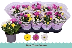 Chrysanth Mix 12Ø 22cm