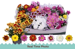 Chrysanth Mix 6 Mix 12Ø 25cm