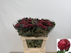Chrysanth Single Bigoudi Red 80cm 120gr.