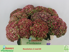 Hydrangea Revolution Classic 60cm 14-16cm Hd