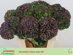 Hydrangea Revolution 60cm 13-15cm Hd