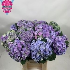 Hydrangea Beautensia Luxor Classic 80cm 18-20cm Hd