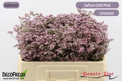 Limonium Safora Oshi Pink 50cm 20gr.