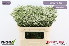 Limonium Sinense Sensy Tip Top 70cm 25gr.