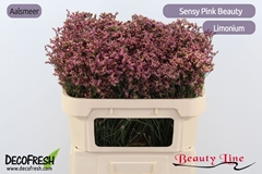 Limonium Sinense Sensy Pink Beauty 70cm 20gr.