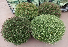 Chrysanth Mixed 19Ø 55cm