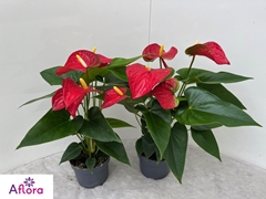 Anthurium Bambino Red 12Ø 40cm