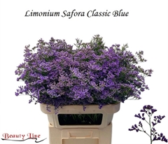Limonium Safora Classic Blue 90cm 60gr.