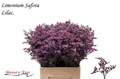Limonium Safora Lilac 70cm 30gr.