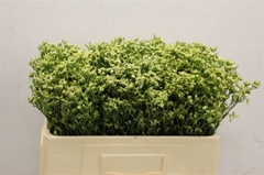 Limonium Sinense Sensy Yellow 50cm 20gr.