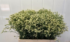 Limonium Sinense Sensy Lemonade 60cm 10gr.