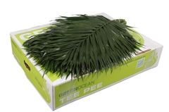 Chamaedorea Chico Leaf Per Bunch 70cm