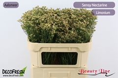 Limonium Sinense Sensy Nectarine 70cm 20gr.