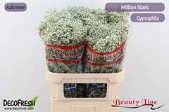 Gypsophila Paniculata Million Stars 80cm 15gr.