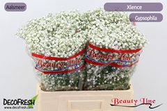 Gypsophila Paniculata Xlence 60cm 10gr.