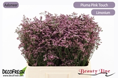Limonium Piuma Pink Touch 60cm 30gr.