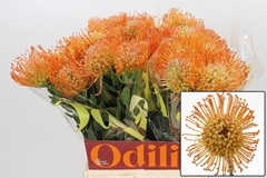 Leucospermum Queen Juliana 50cm