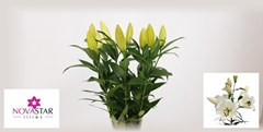 Lily Oriental Forever 70cm 1+