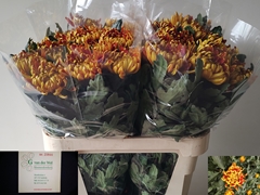 Chrysanth Single Fuego 80cm 100gr.