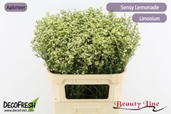 Limonium Sinense Sensy Lemonade 80cm 30gr.